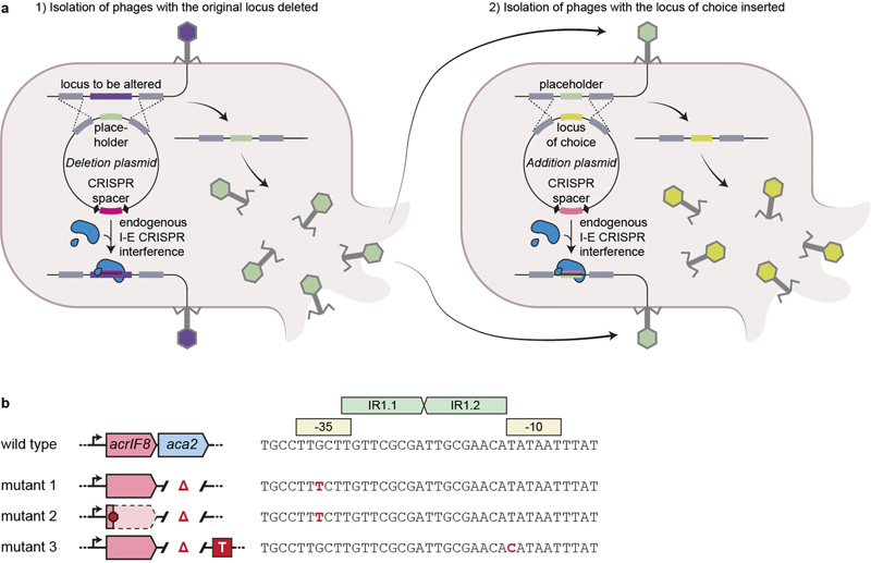 噬菌體工程和噬菌體逃逸突變體