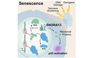 一個核仁小分子RNA在調節細胞衰老的作用：SNORA13是多種衰老必需的