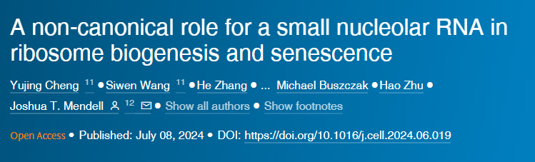 小核仁RNA在核糖體生物合成和衰老中的非規范作用 小核仁RNA在核糖體生物合成和衰老中的非規范作用
