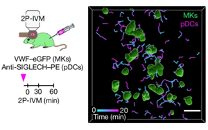 Nature：維持血液中血小板的恒定水平是至關重要的