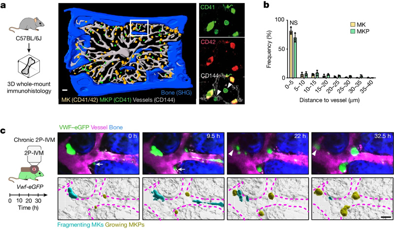 血小板生成和巨核生成的時空協(xié)調(diào) 血小板生成和巨核生成的時空協(xié)調(diào)