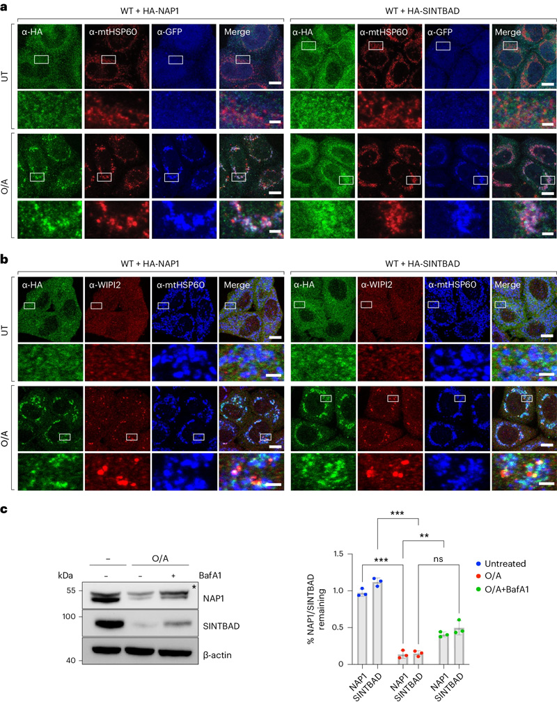 NAP1和SINTBAD在有絲分裂過程中被招募并共同降解 NAP1和SINTBAD在有絲分裂過程中被招募并共同降解