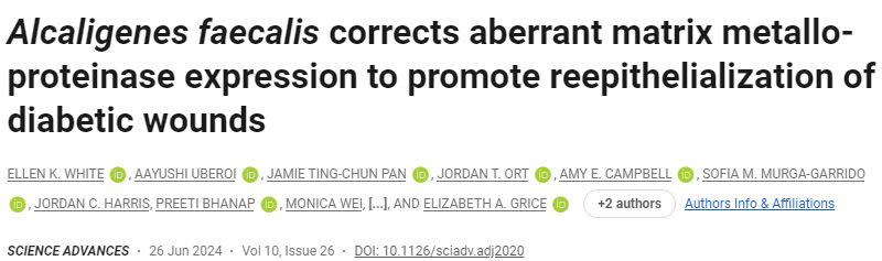 糞芽孢桿菌可促進糖尿病傷口的早期愈合 糞芽孢桿菌可促進糖尿病傷口的早期愈合