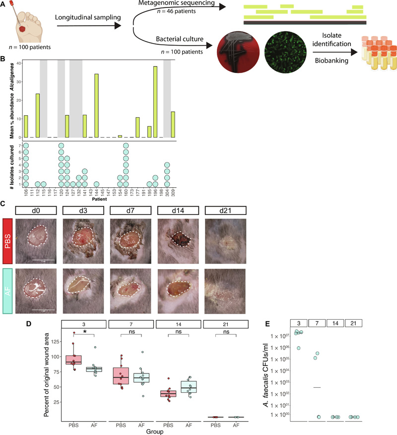 糞芽孢桿菌糾正異常的基質金屬蛋白酶表達,促進糖尿病傷口的再上皮化 糞芽孢桿菌糾正異常的基質金屬蛋白酶表達,促進糖尿病傷口的再上皮化