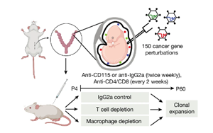 Nature：獨(dú)特的基因程序驅(qū)動(dòng)癌癥的發(fā)展