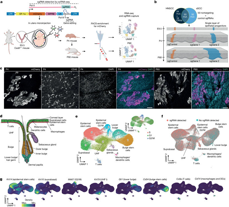 體內CRISPR篩選以監測小鼠皮膚中的克隆擴增