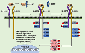 PNAS：影響腸道微生物群健康和對(duì)細(xì)菌感染反應(yīng)的蛋白質(zhì)