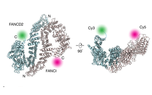《Nature》新發(fā)現(xiàn)揭示了DNA修復(fù)途徑的關(guān)鍵過(guò)程