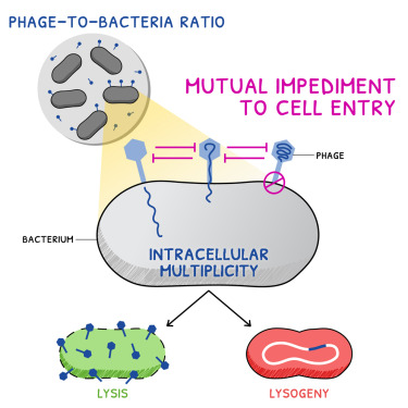 噬菌體與細菌的比例