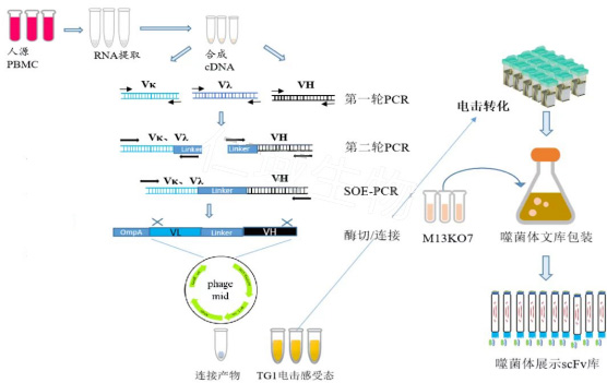 噬菌體展示技術路線