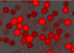 紅色羧基聚苯乙烯微球,粒徑300nm,4%固含量 紅色羧基聚苯乙烯微球,粒徑300nm,4%固含量