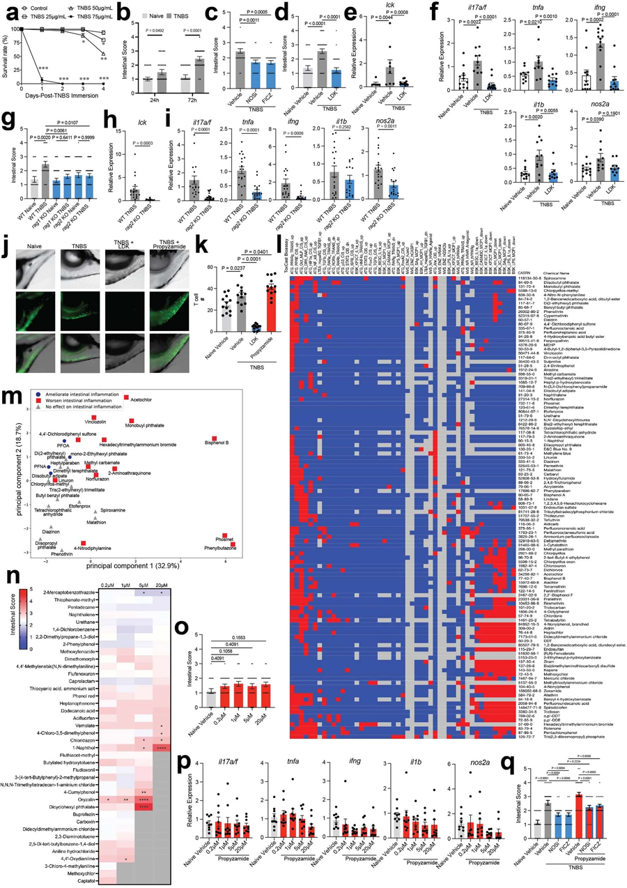 TNBS誘導斑馬魚腸道炎癥