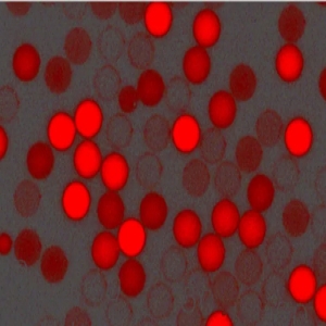 紅色羧基聚苯乙烯微球，粒徑300nm，4%固含量